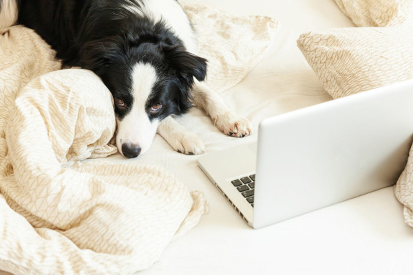 BC fajtamentés csapata