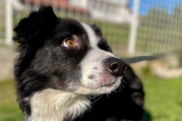 BC fajtamentés csapata